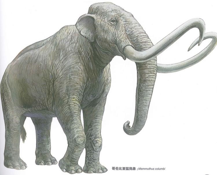 象类的演化故事