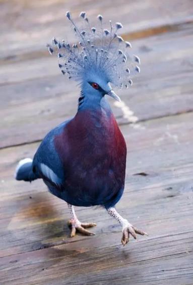 鸟类发型大比拼：皇霸鹟与维多利亚冠鸽谁更胜一筹？