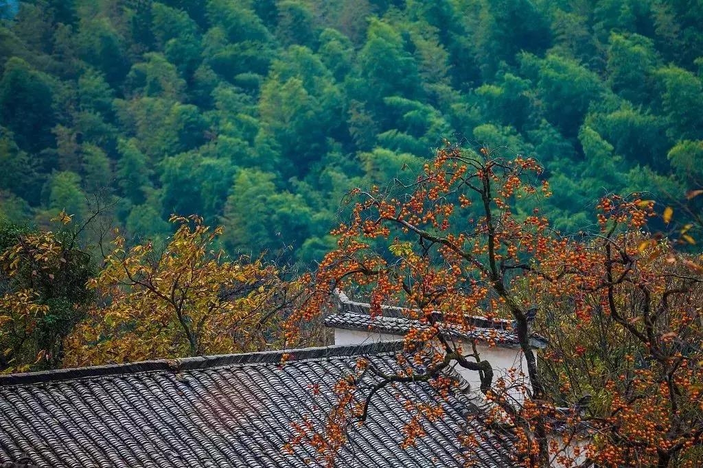 黄山这片特级秋景边高颜值精品民宿，住进去做一个金秋最香甜的梦