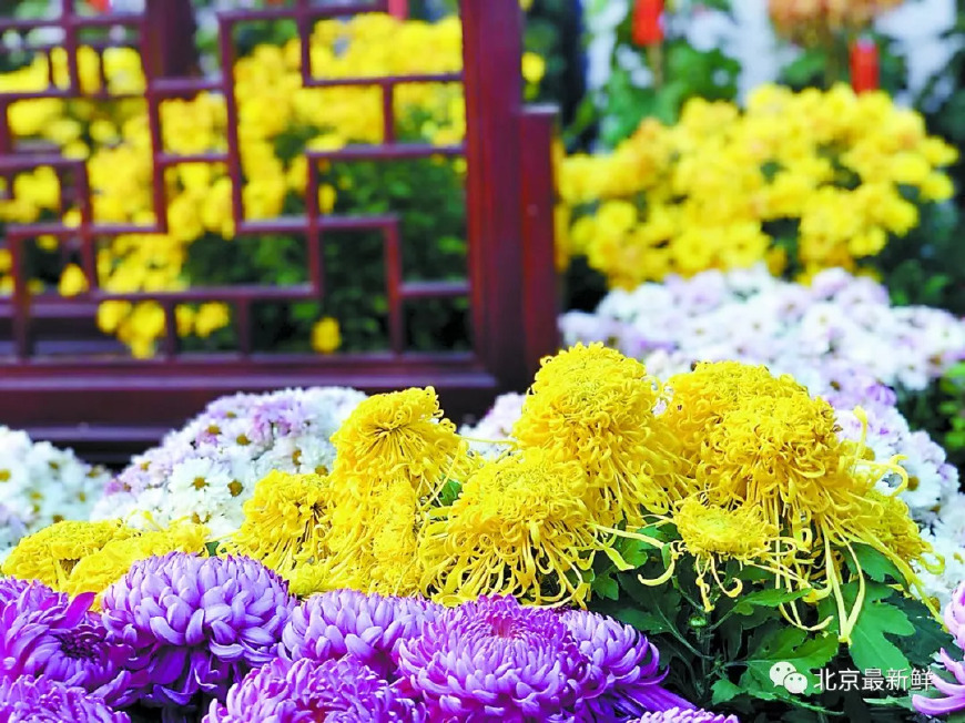 这个秋天，三千多种菊花都在北京这六大圣地，等你观赏