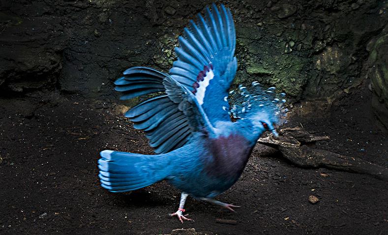 鸟类发型大比拼：皇霸鹟与维多利亚冠鸽谁更胜一筹？