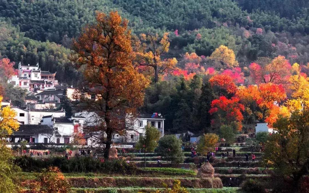 黄山这片特级秋景边高颜值精品民宿，住进去做一个金秋最香甜的梦