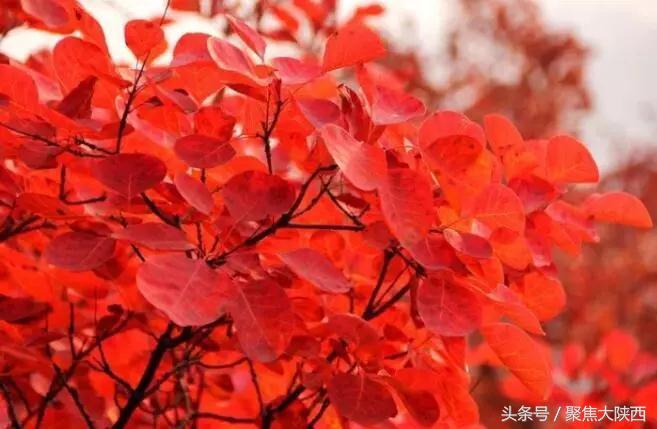 秋染中国·红动陕西 2018年陕西红叶节 即日起拉开帷幕