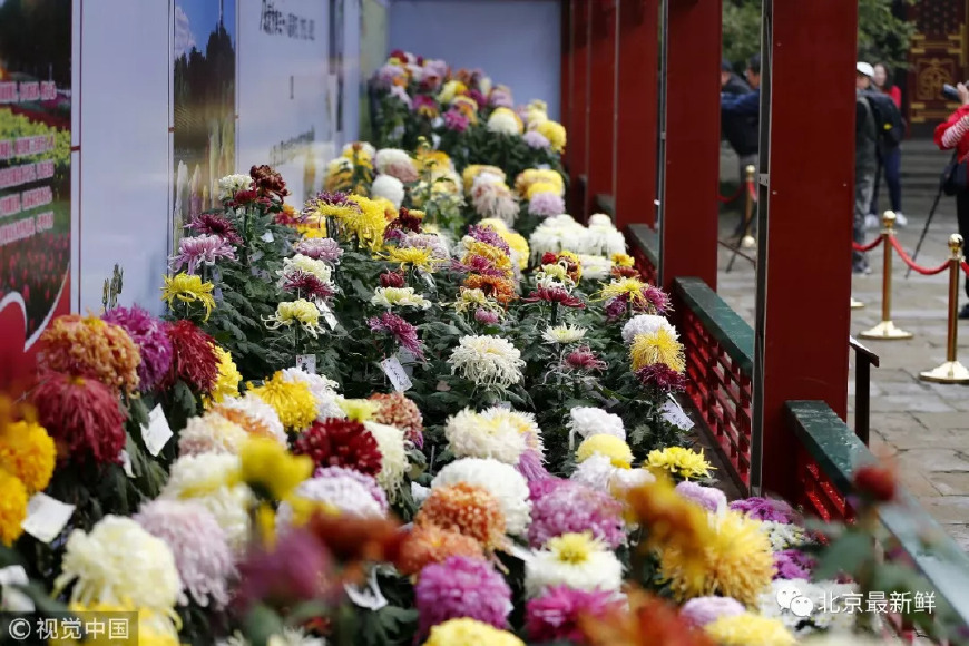 这个秋天，三千多种菊花都在北京这六大圣地，等你观赏